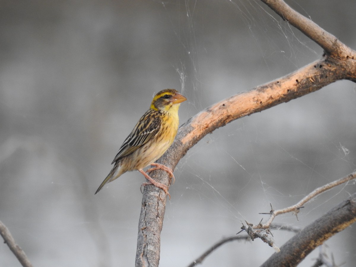 Streaked Weaver - ML620810877