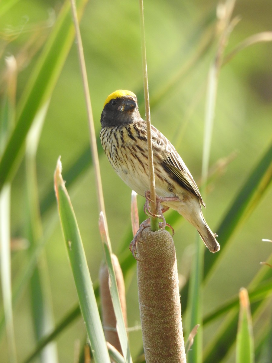 Streaked Weaver - ML620810879