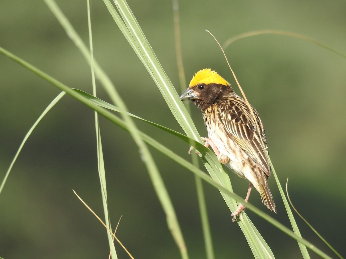 Streaked Weaver - ML620810880