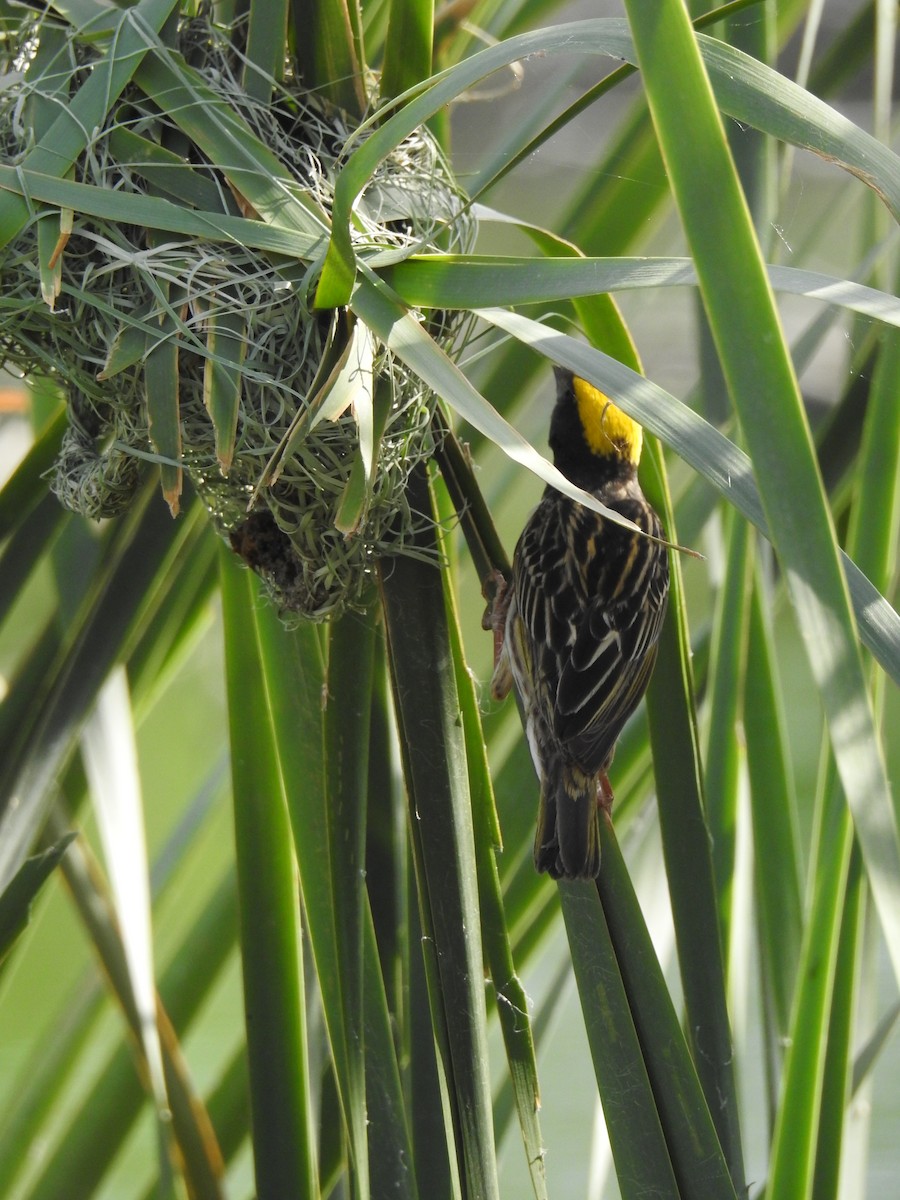 Streaked Weaver - ML620810881