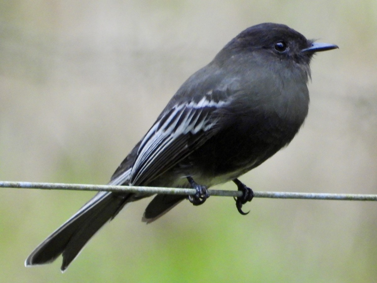 Black Phoebe (White-winged) - ML620810882