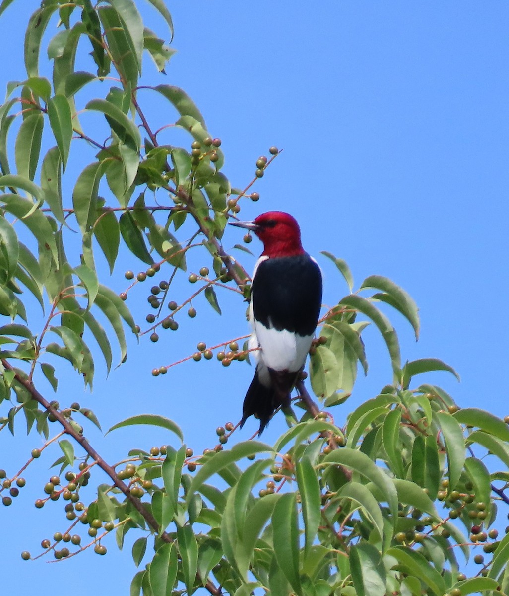 Red-headed Woodpecker - ML620810885