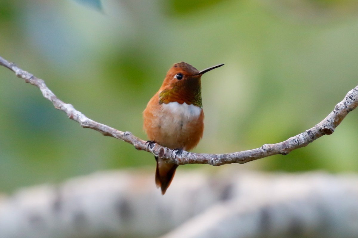 Rufous Hummingbird - ML620810886