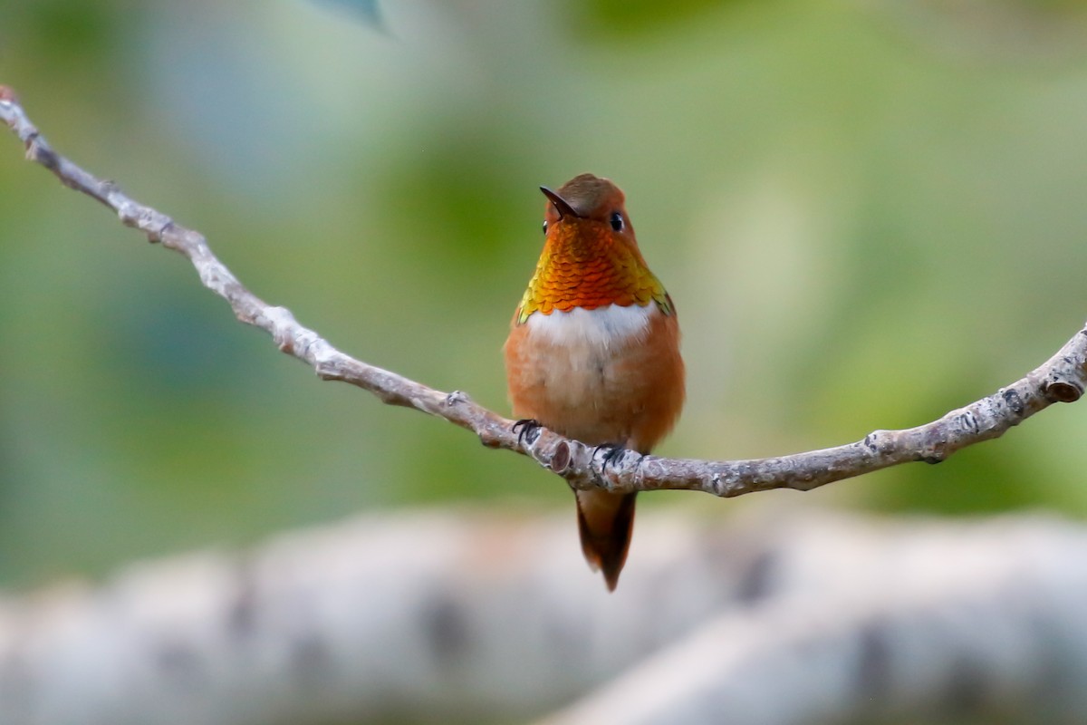 Rufous Hummingbird - ML620810887