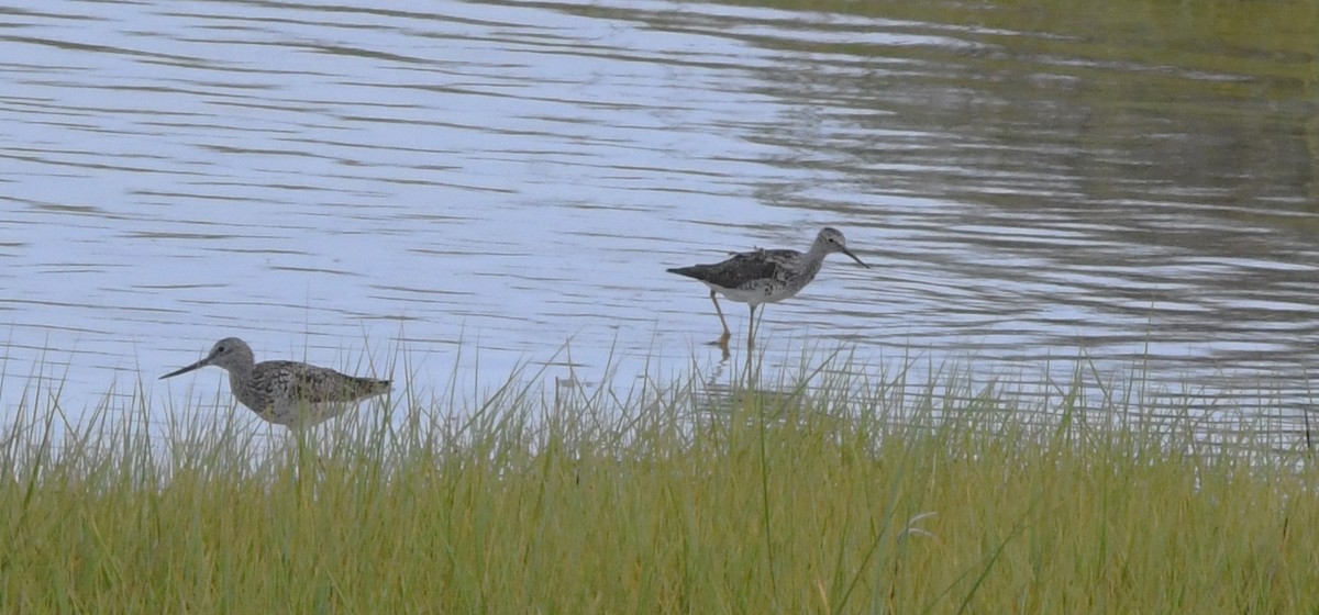 Lesser Yellowlegs - David True