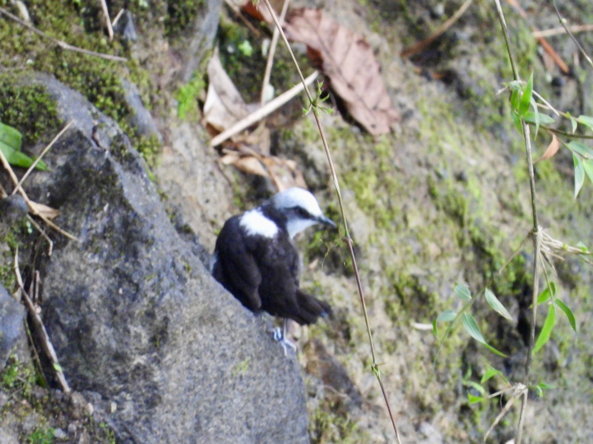 シロガシラカワガラス（leuconotus） - ML620810889