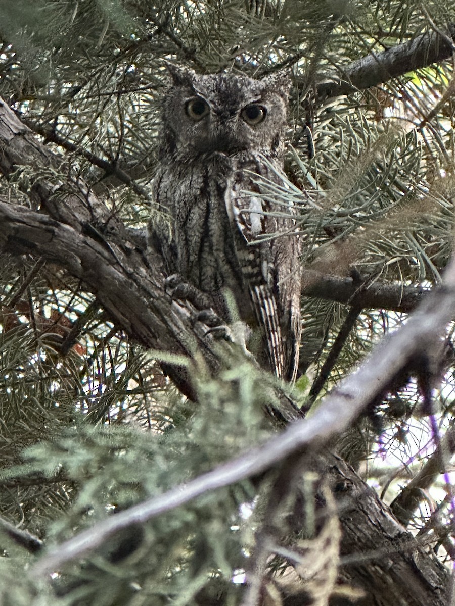 Western Screech-Owl - ML620810891