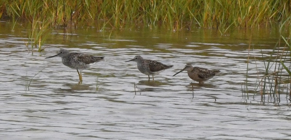 Lesser Yellowlegs - ML620810892