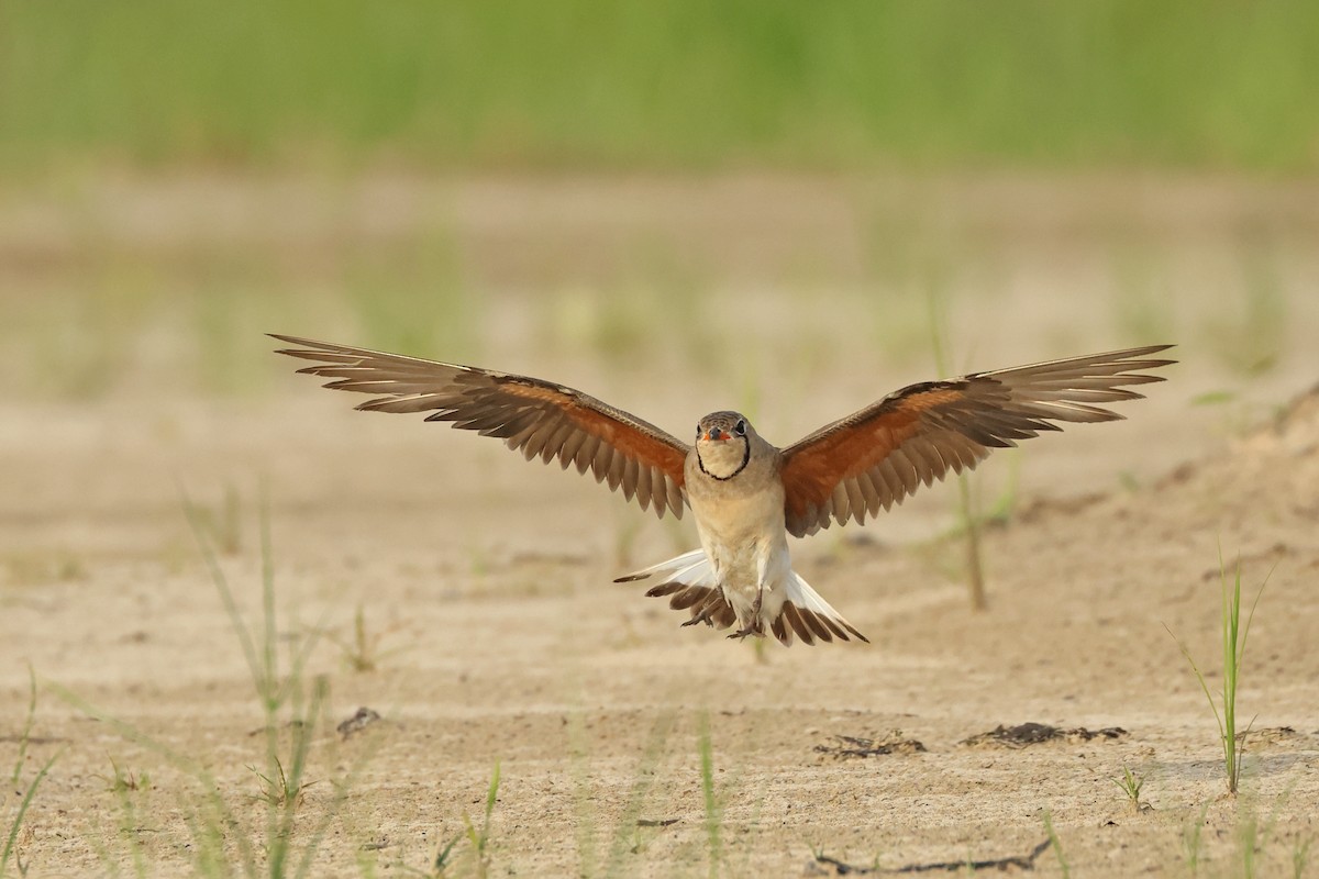 Oriental Pratincole - ML620810894