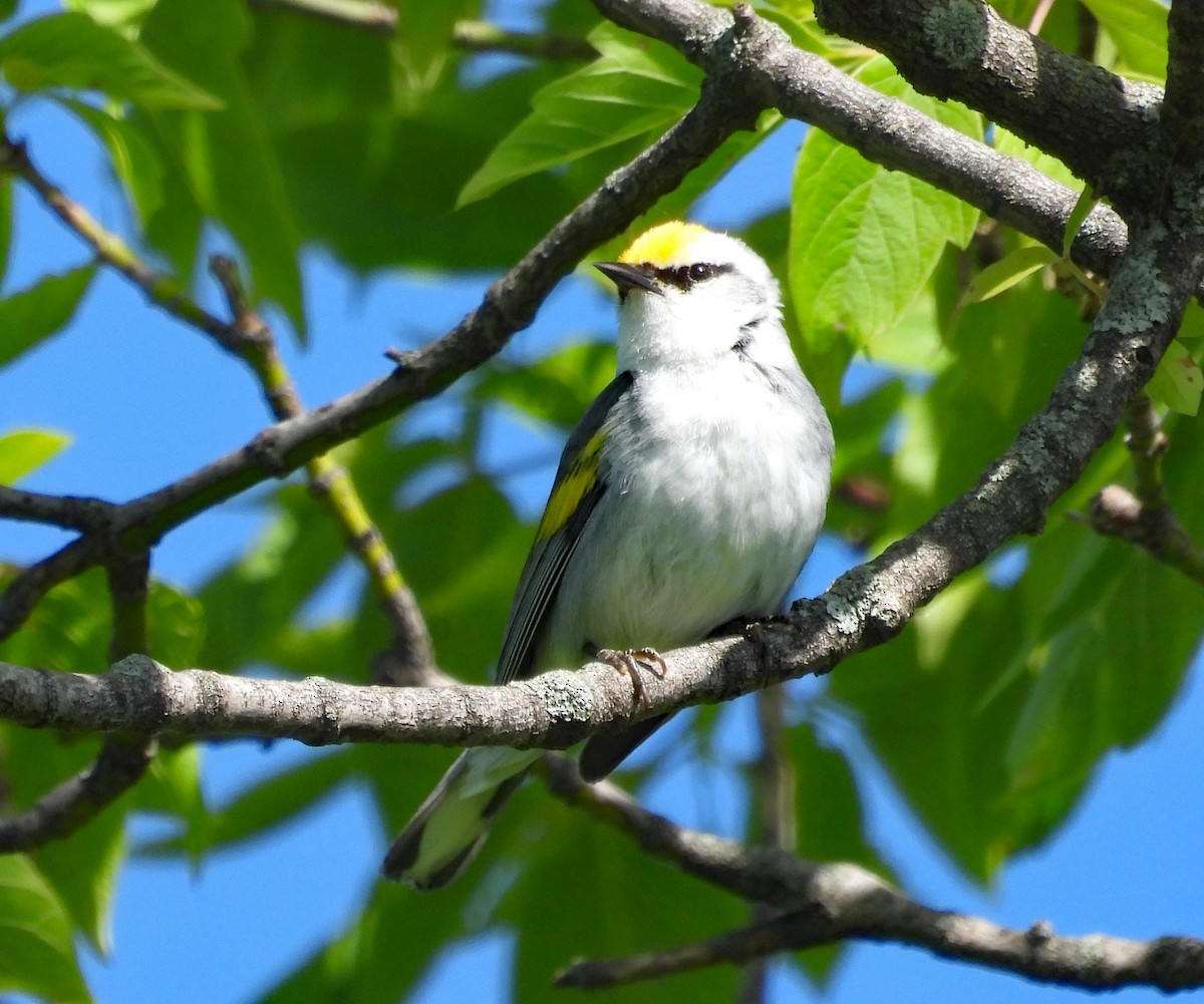 Brewster's Warbler (hybrid) - ML620810903