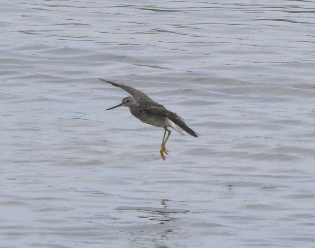 Greater Yellowlegs - ML620810906