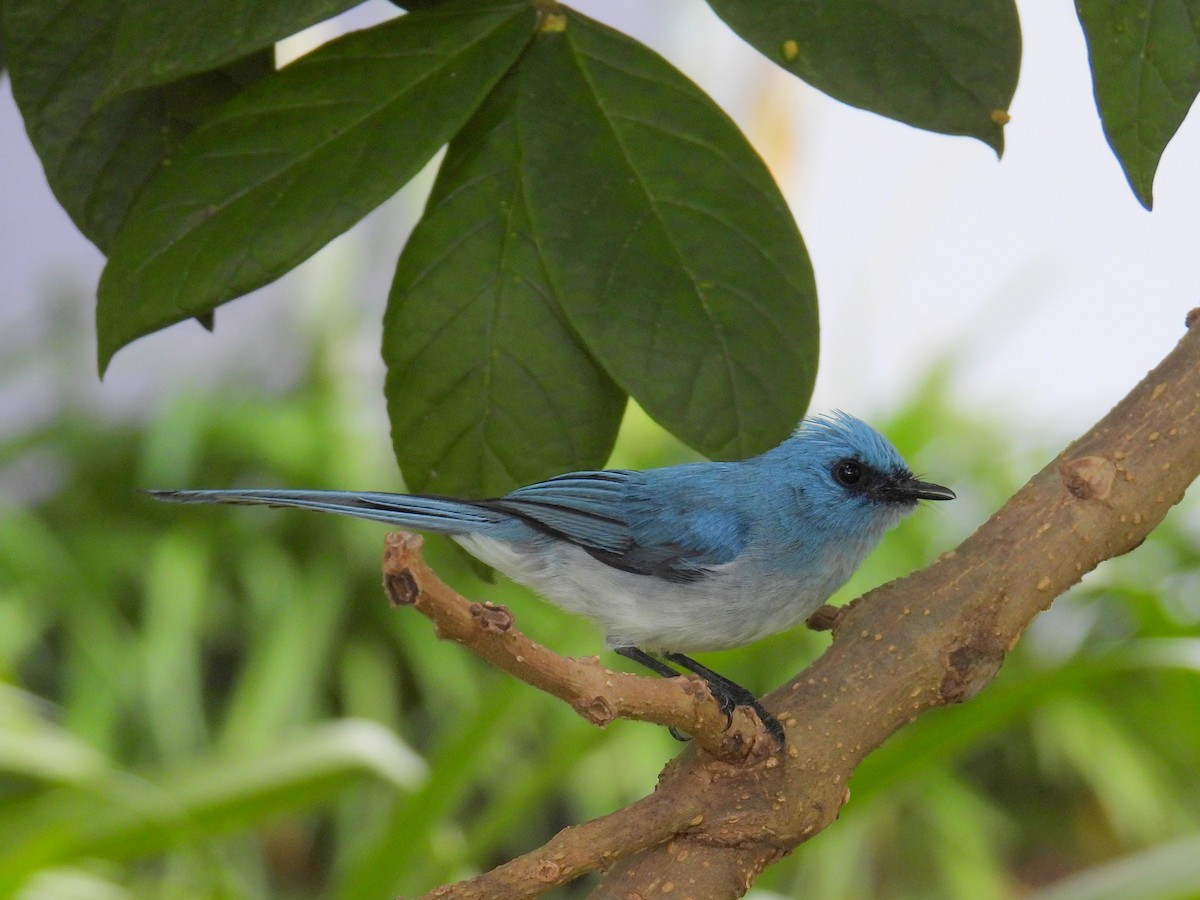 African Blue Flycatcher - ML620810908