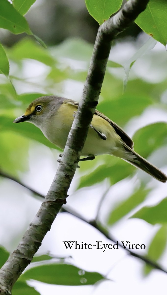 Vireo Ojiblanco - ML620810909