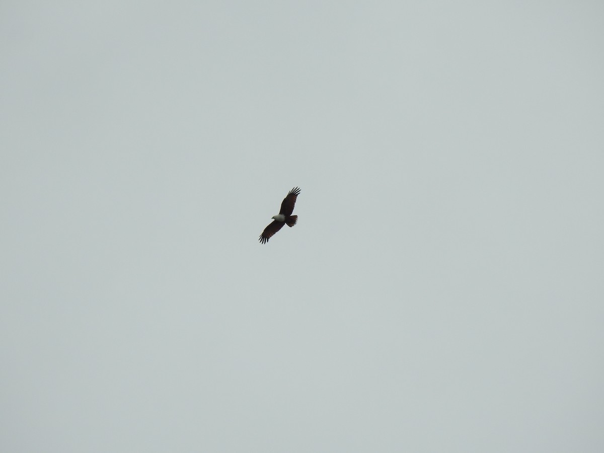 Brahminy Kite - Monica Mesch