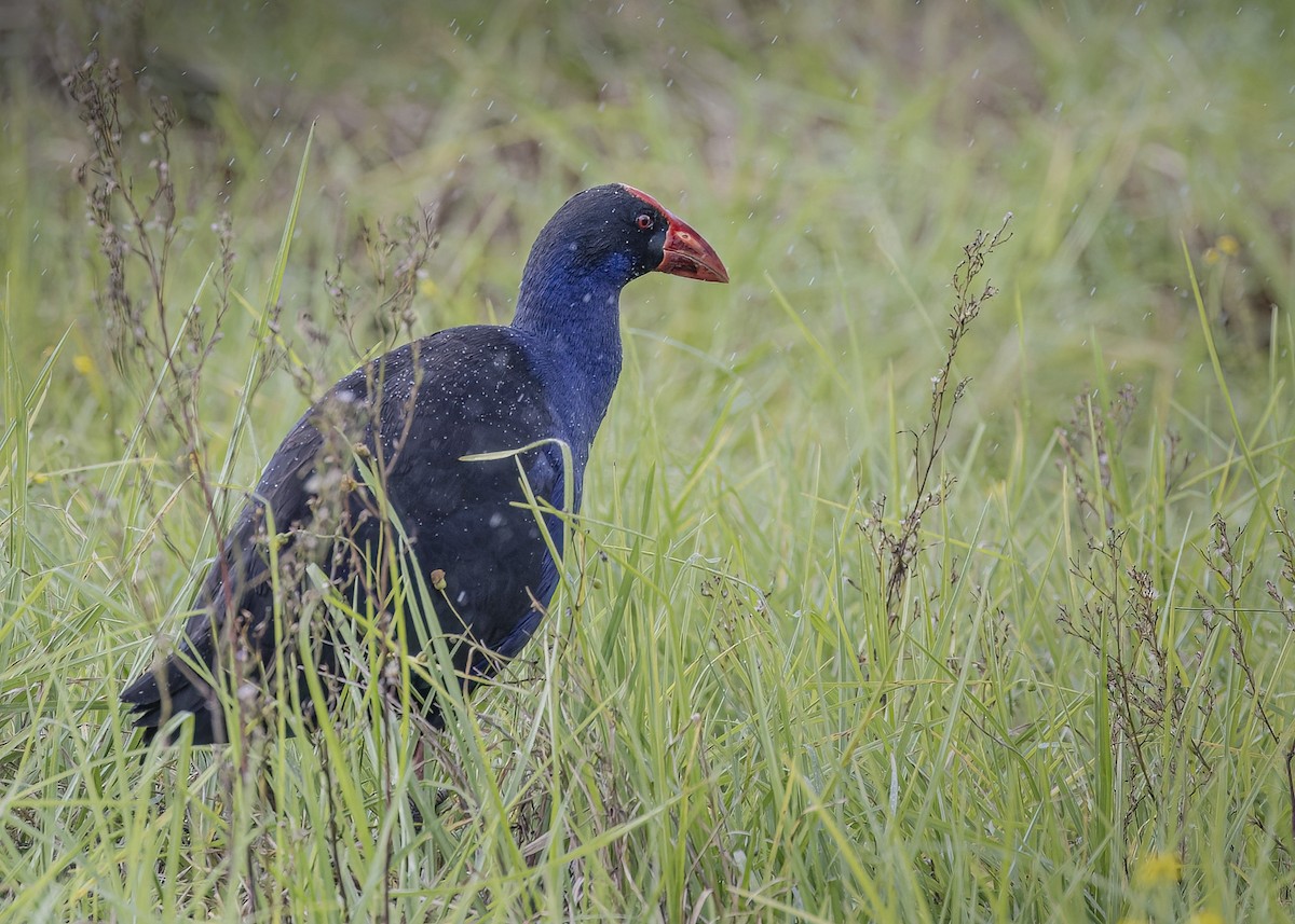 Australasian Swamphen - ML620810928