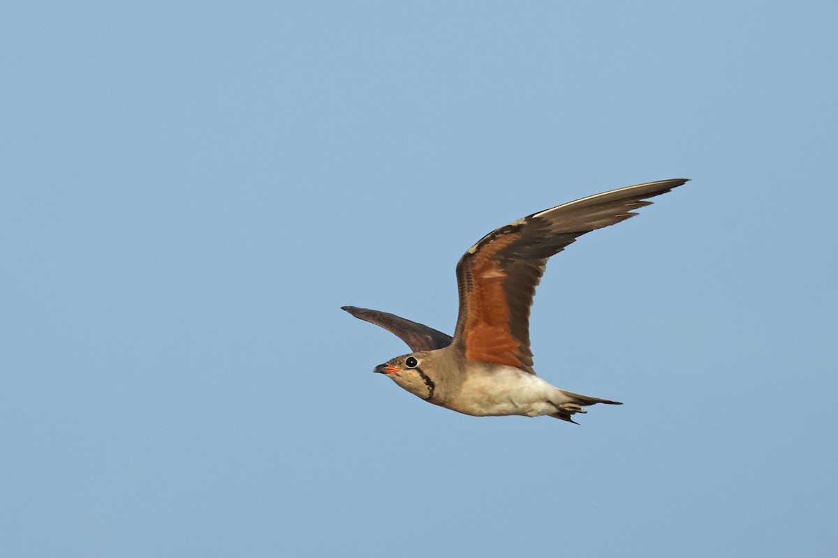 Oriental Pratincole - ML620810935