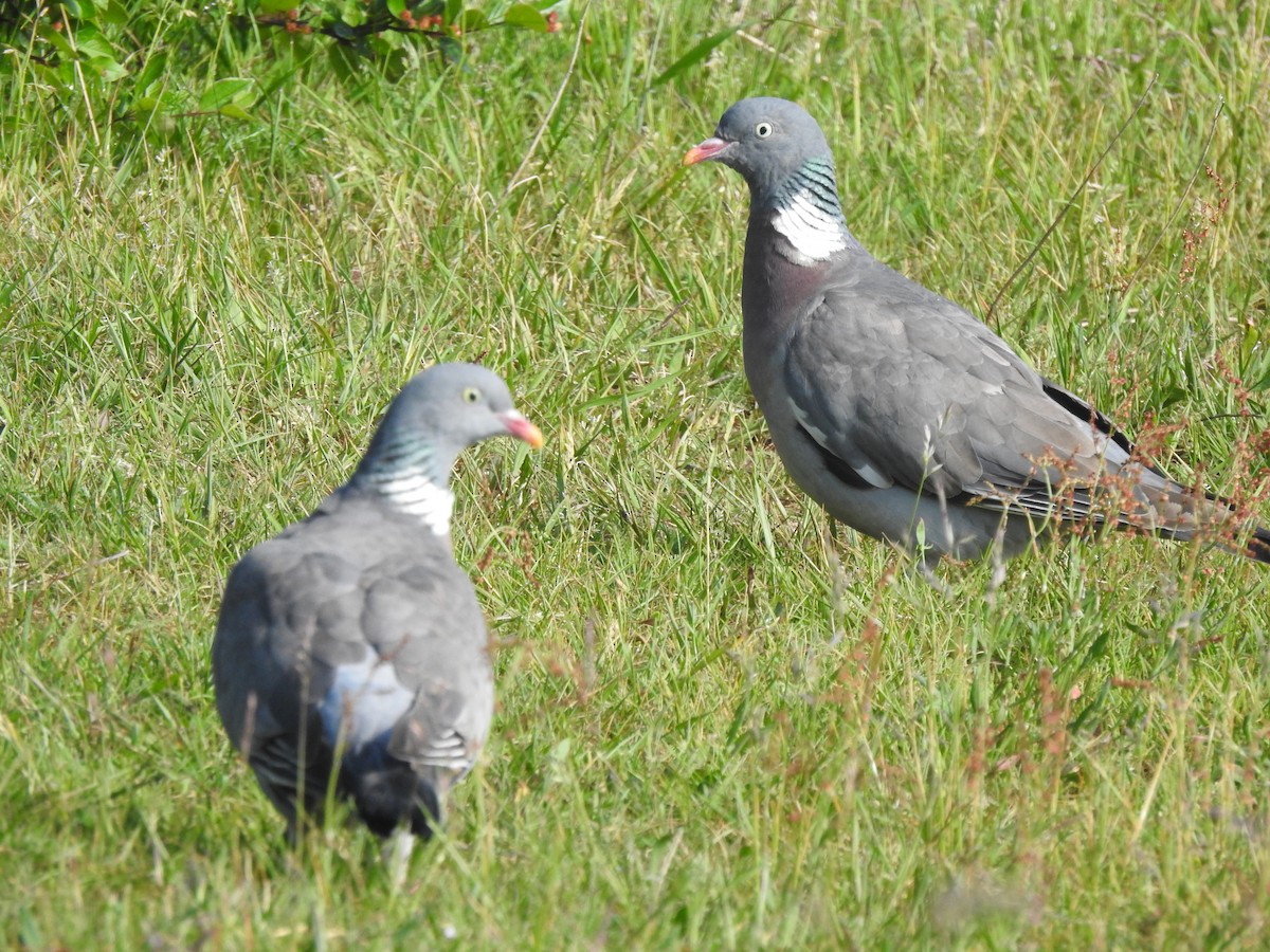 Common Wood-Pigeon - ML620810936