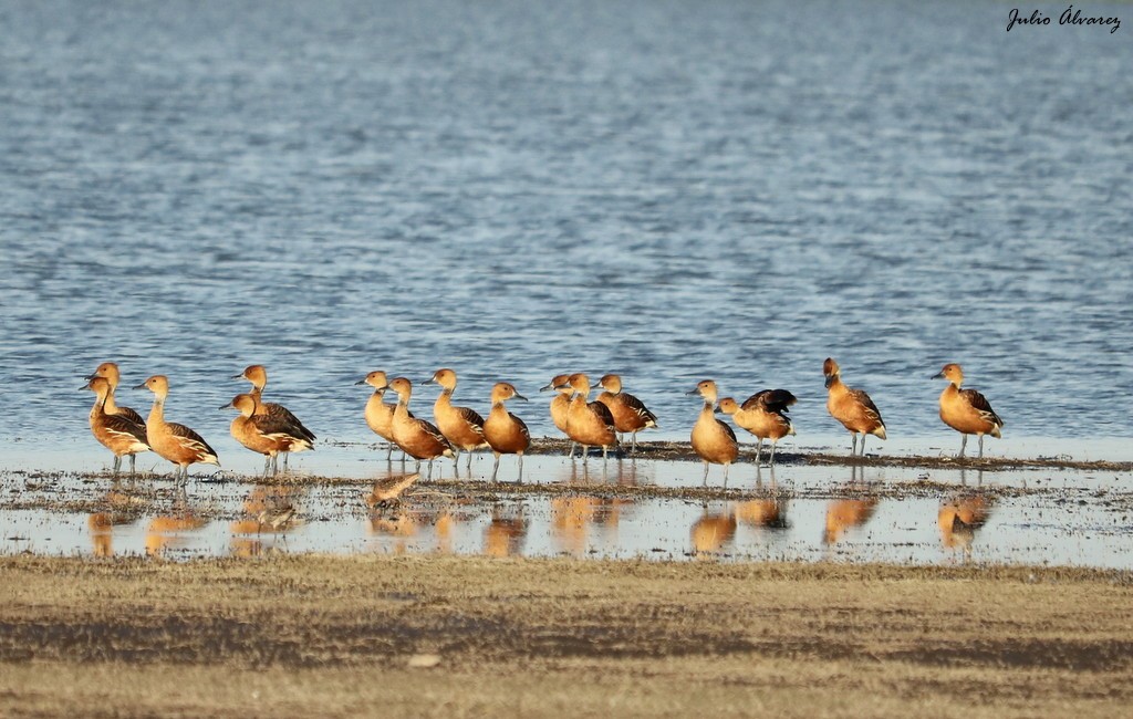 Fulvous Whistling-Duck - ML620810937