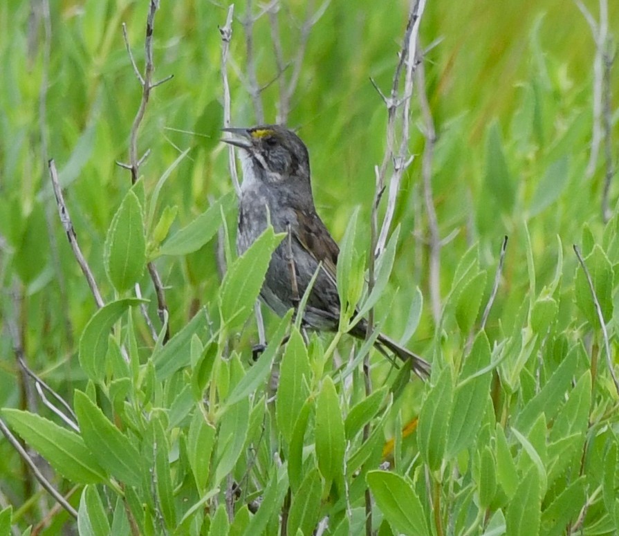 Seaside Sparrow - ML620810938