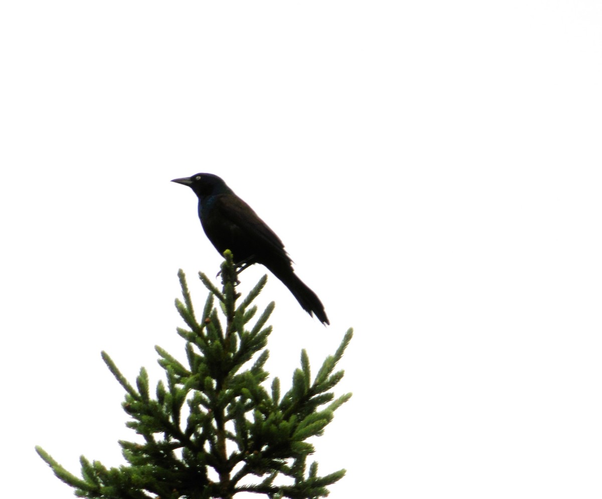 Common Grackle - ML620810946