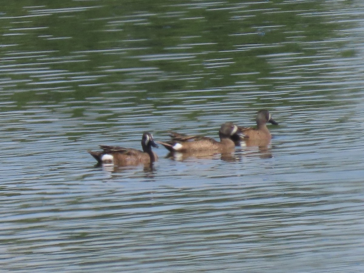 Blue-winged Teal - ML620810949