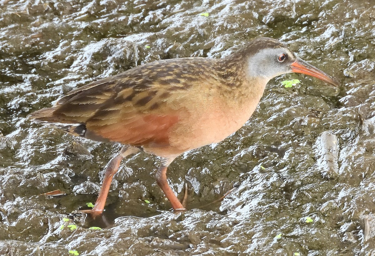 Virginia Rail - ML620810950