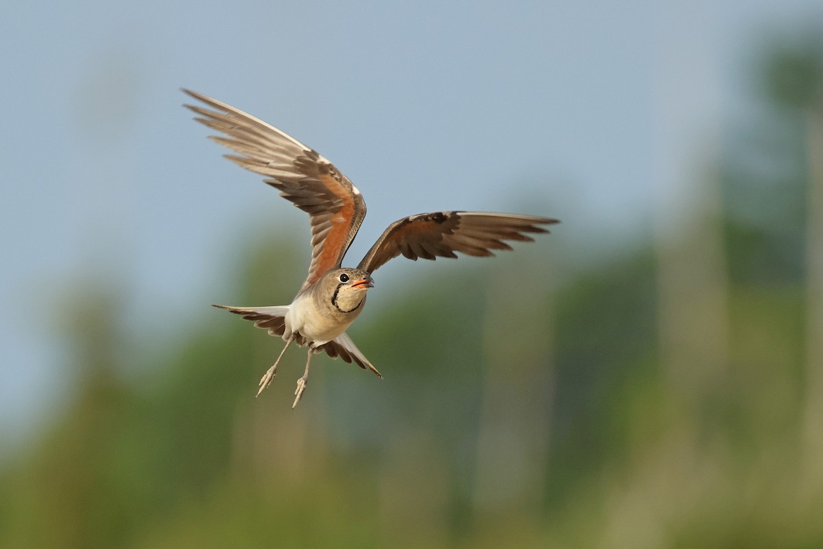 Oriental Pratincole - ML620810954