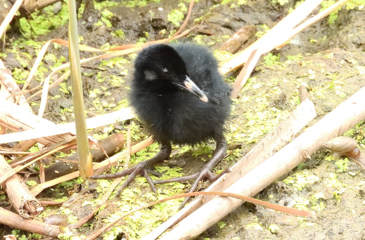 Virginia Rail - ML620810958