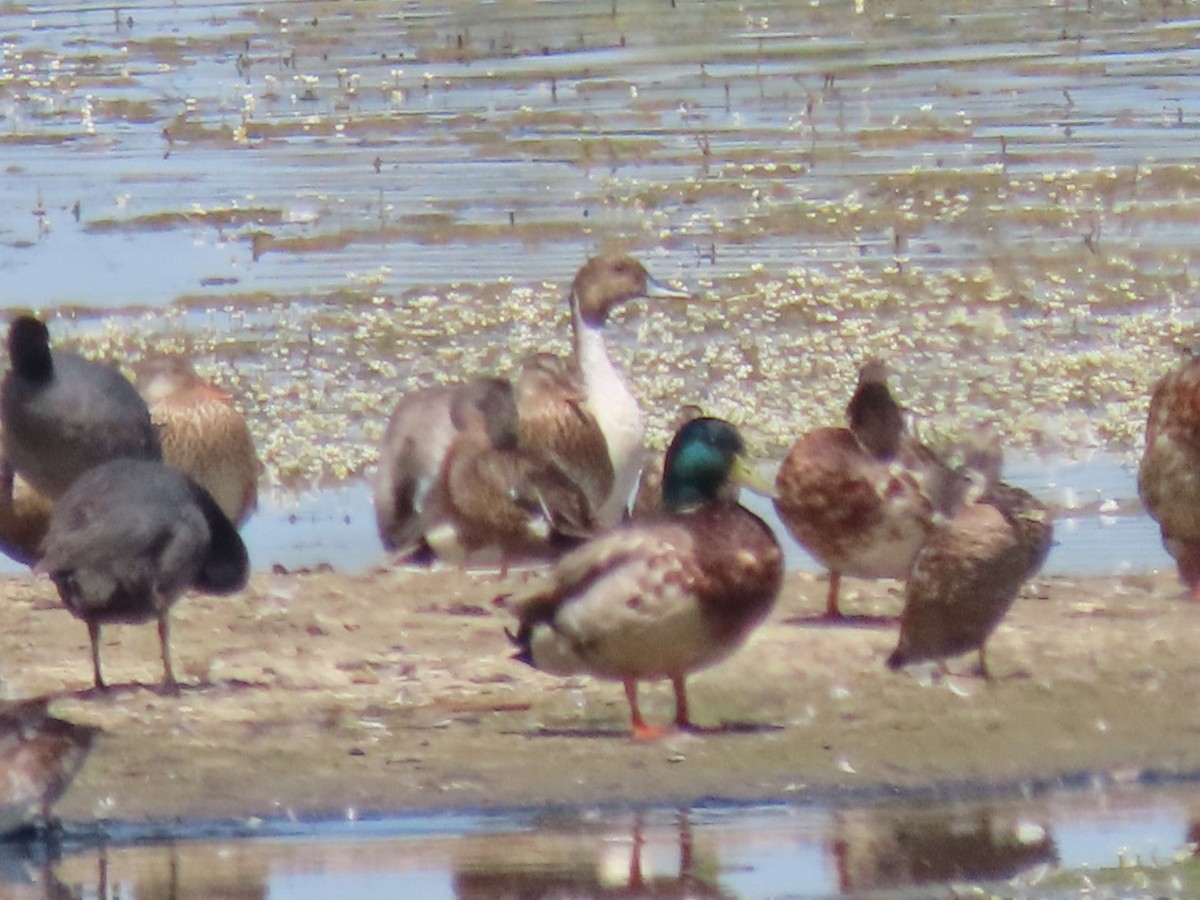 Northern Pintail - ML620810964