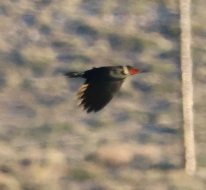 Lewis's Woodpecker - ML620810973