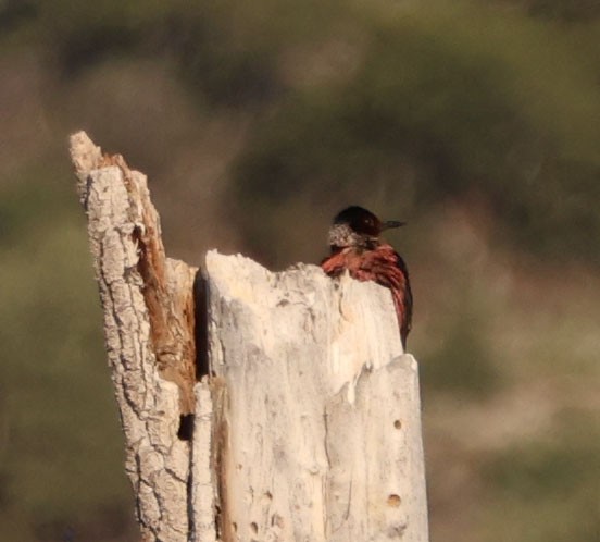 Lewis's Woodpecker - ML620810974