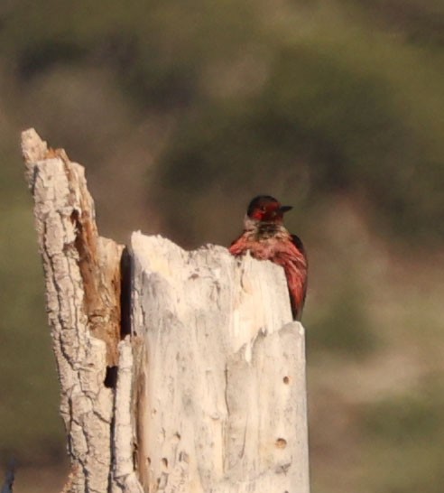 Lewis's Woodpecker - ML620810975