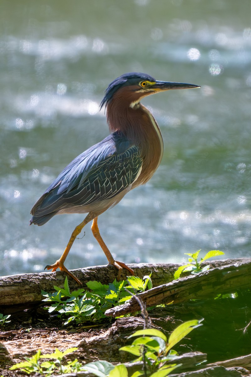 Green Heron - ML620810977