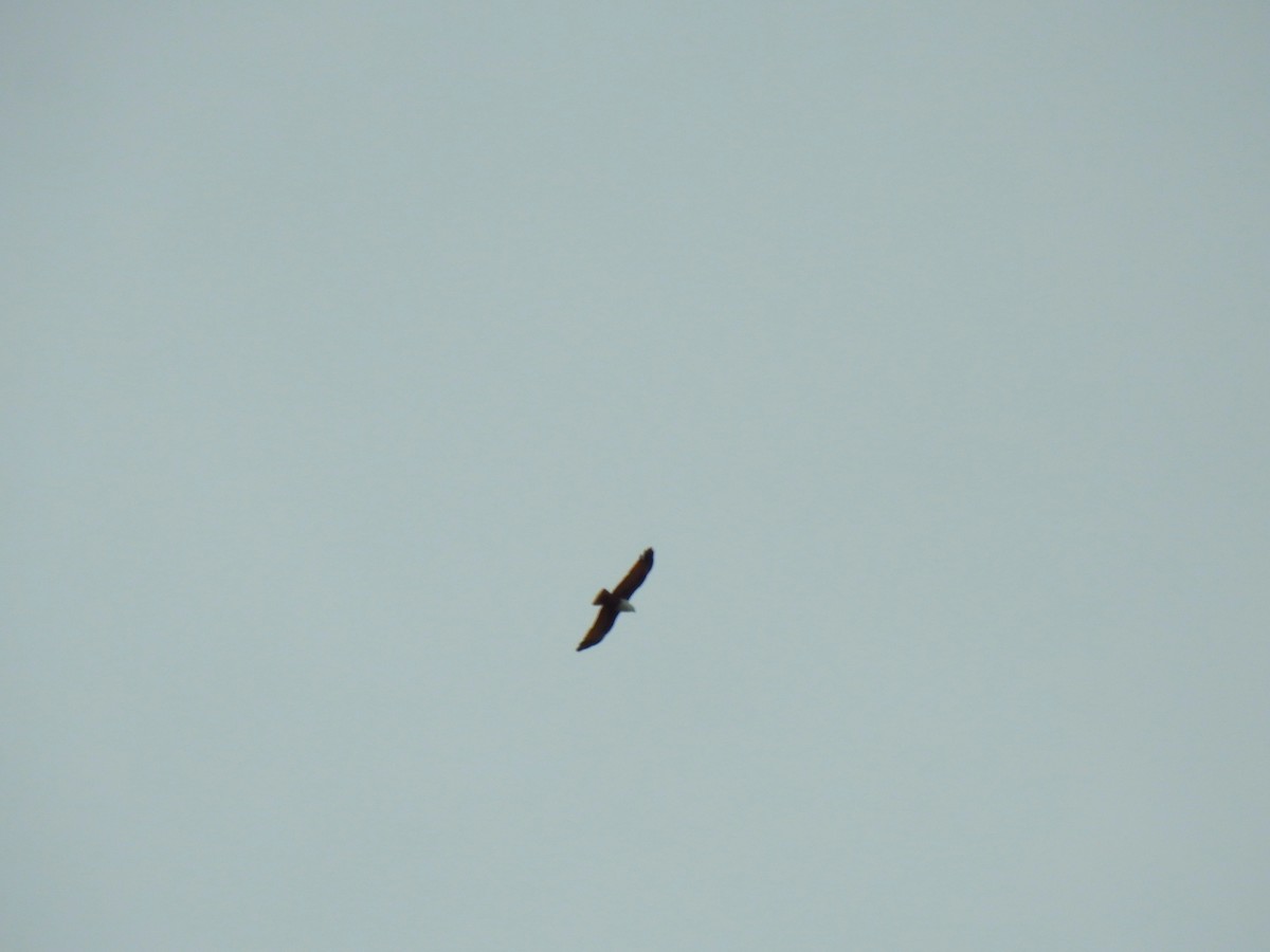 Brahminy Kite - ML620810983