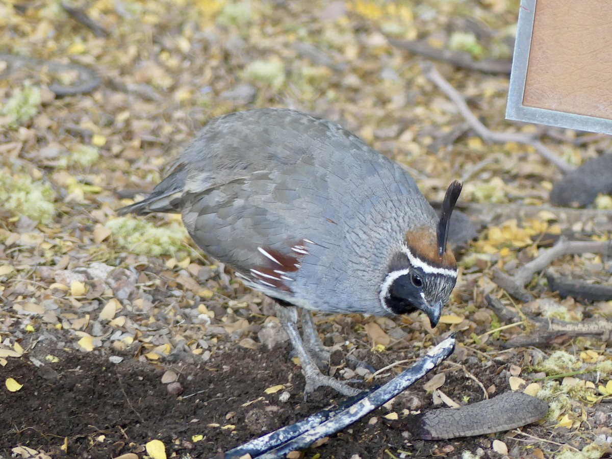 Gambel's Quail - Dennis Wolter