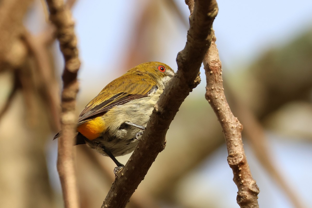 Yellow-vented Flowerpecker - ML620810989