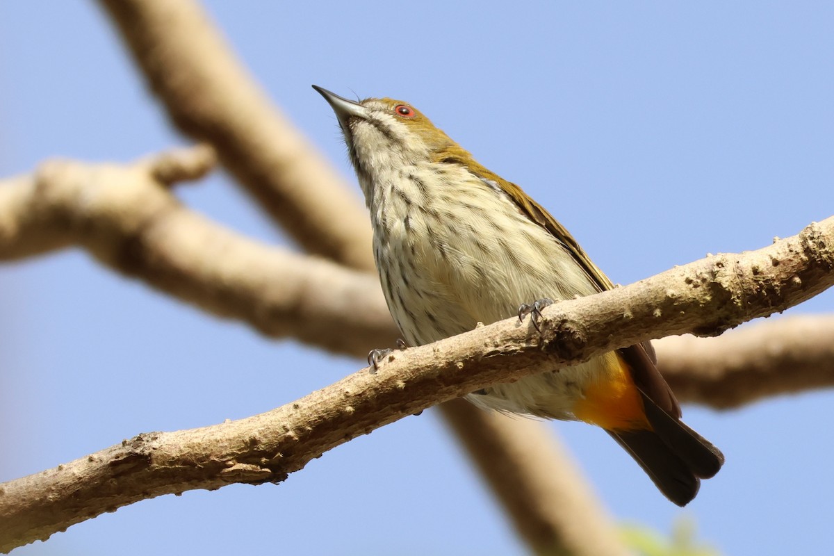 Yellow-vented Flowerpecker - ML620810990