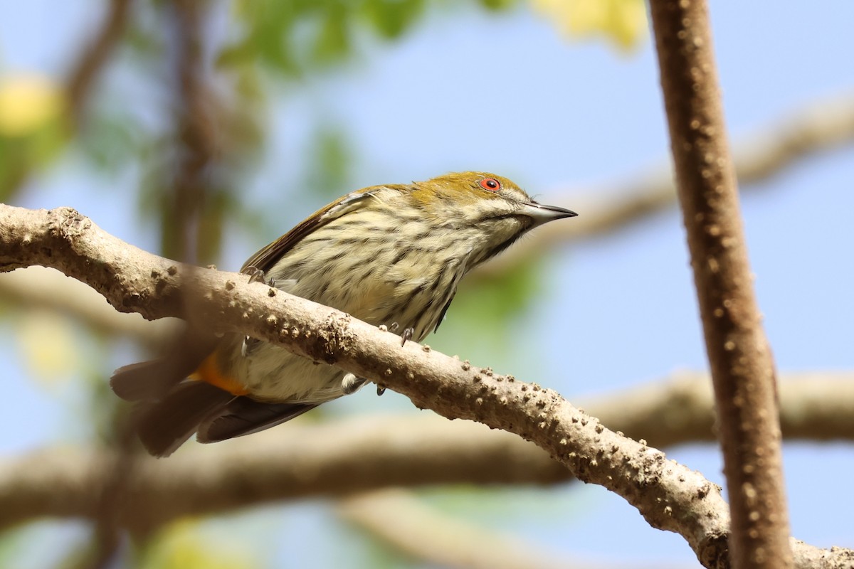 Yellow-vented Flowerpecker - ML620810992