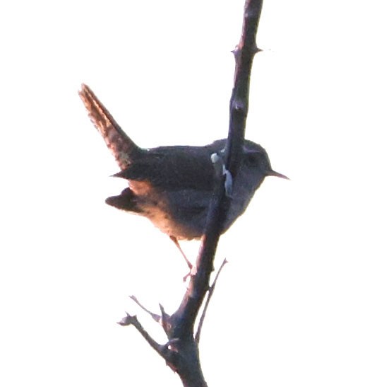 House Wren - ML620810993