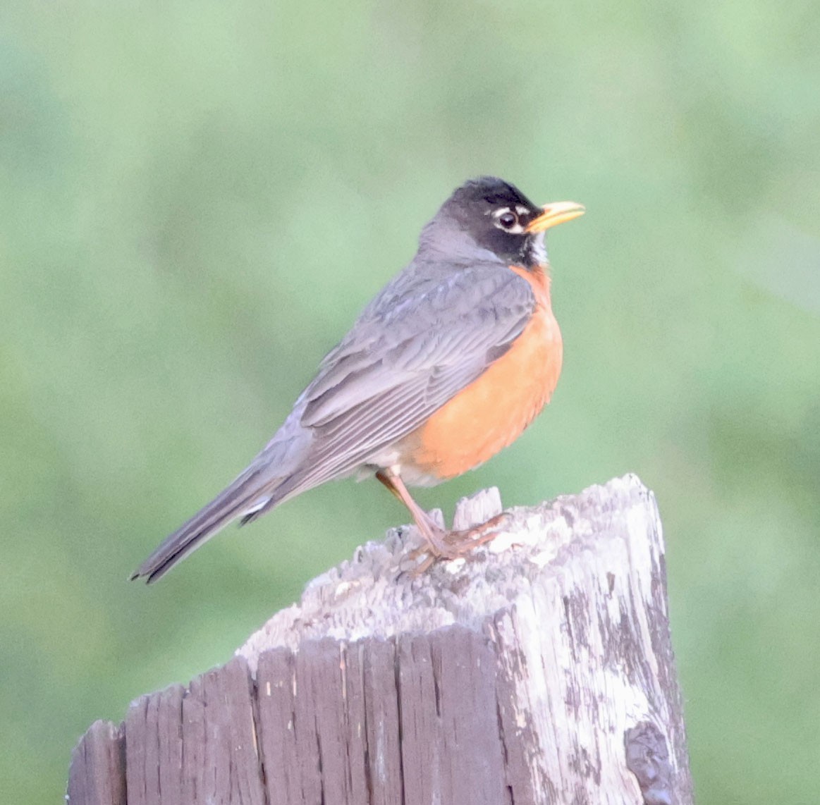 American Robin - ML620810999