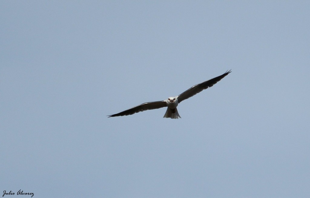 White-tailed Kite - ML620811002