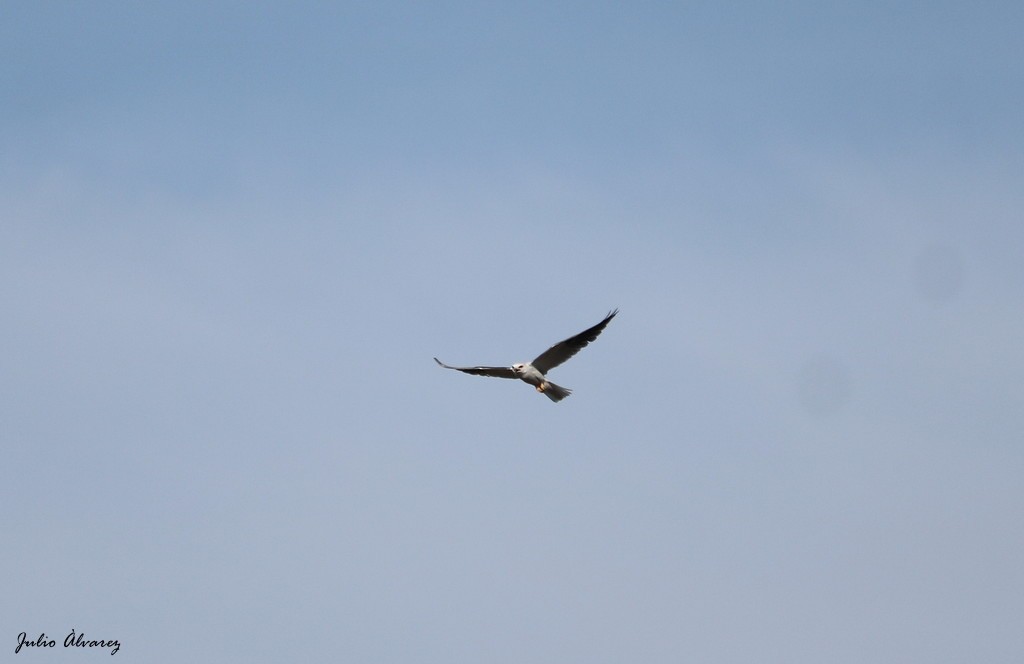 White-tailed Kite - ML620811003