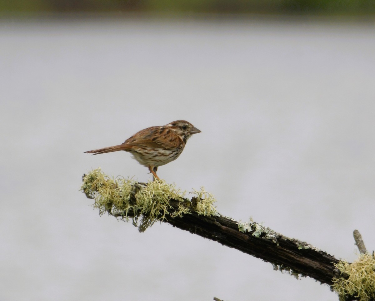 Song Sparrow - ML620811004