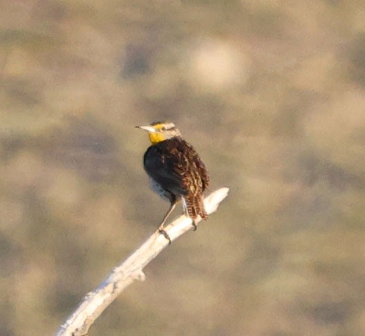 Western Meadowlark - ML620811006