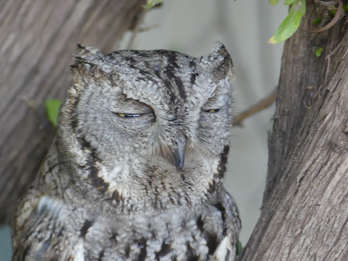 Western Screech-Owl - ML620811008