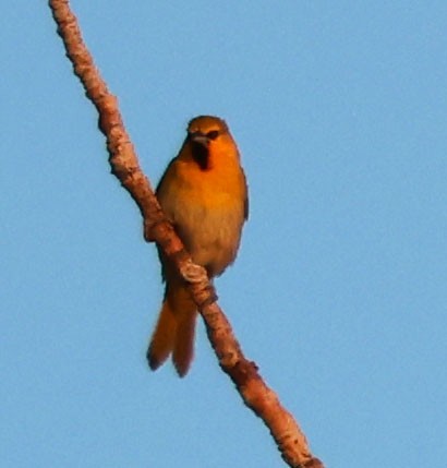 Bullock's Oriole - ML620811011