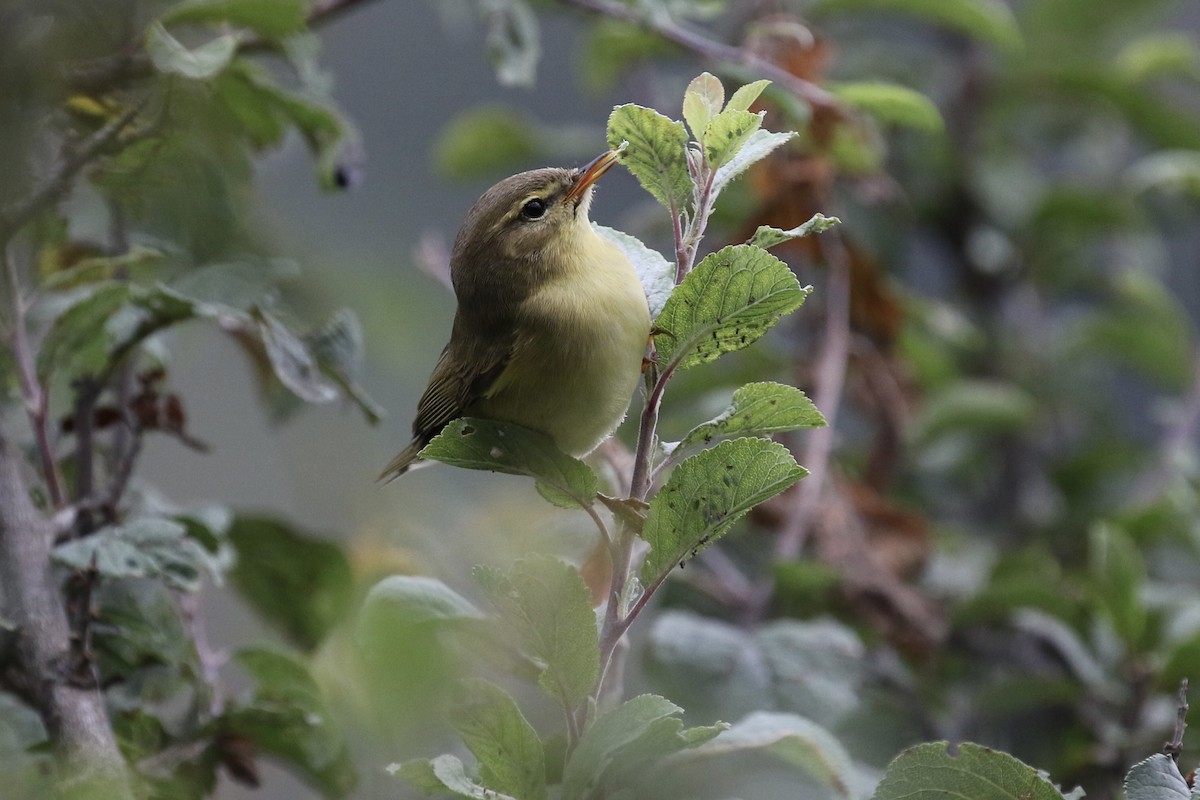 Willow Warbler - ML620811015