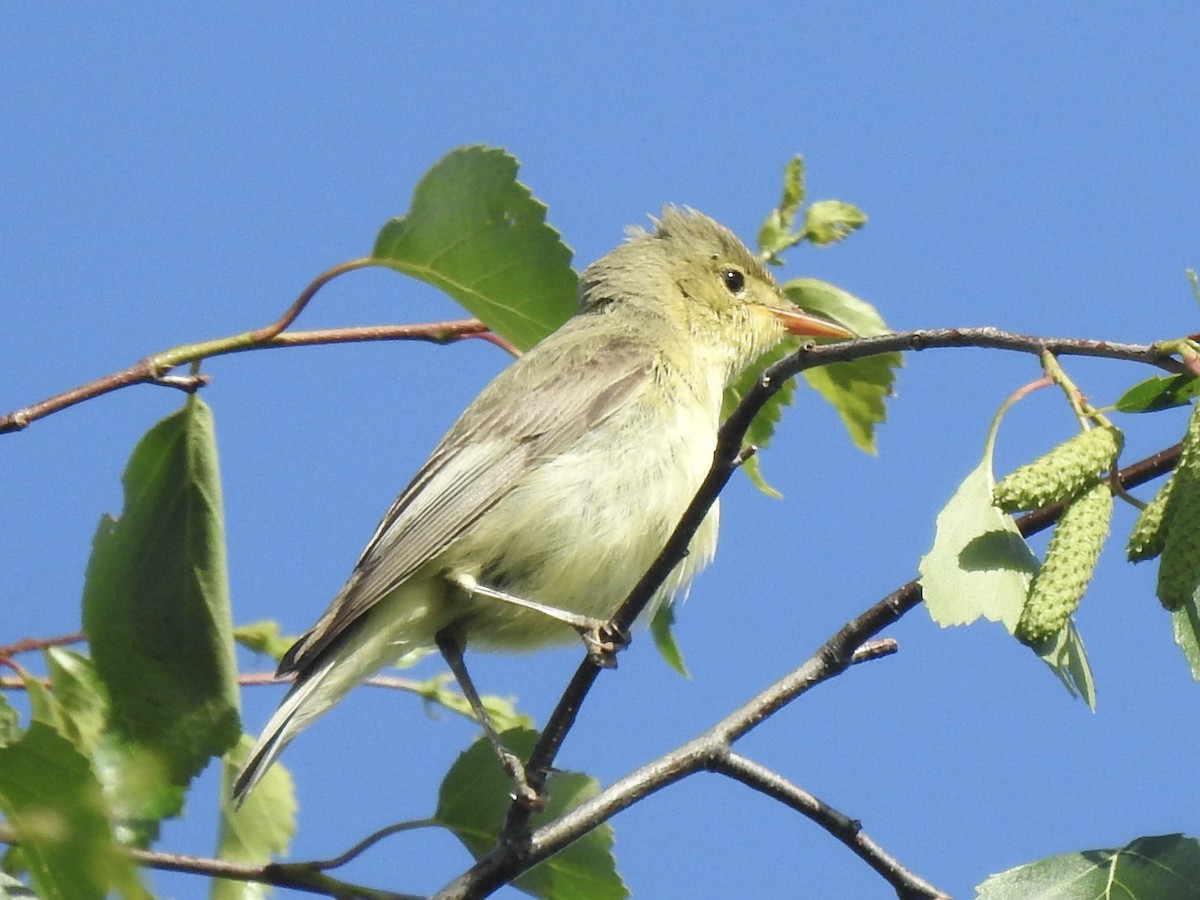 Icterine Warbler - Chris Burris