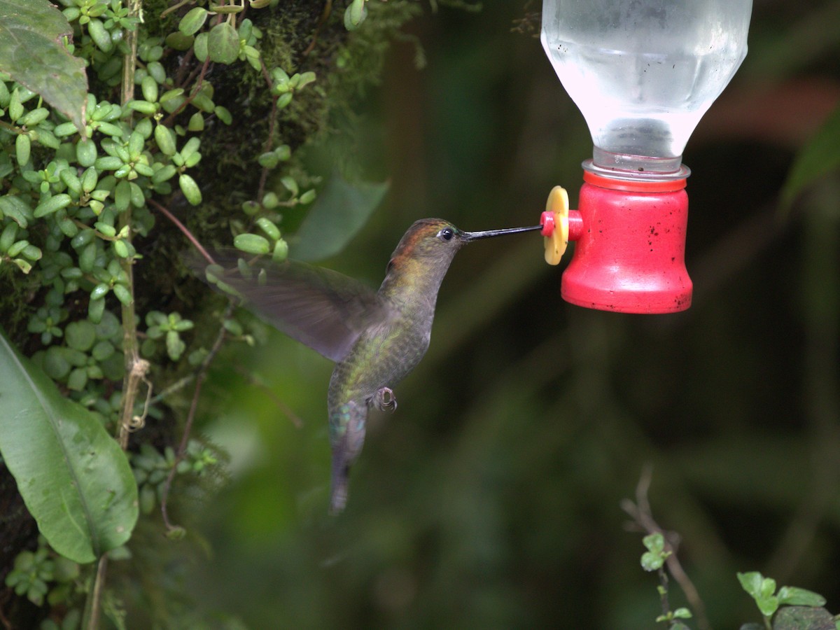 Green-fronted Lancebill - ML620811022