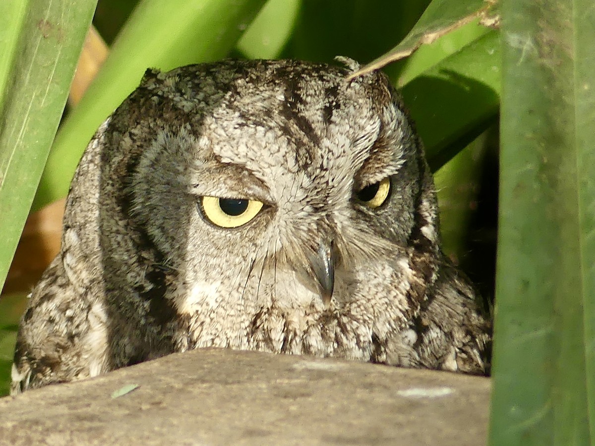 Western Screech-Owl - ML620811027